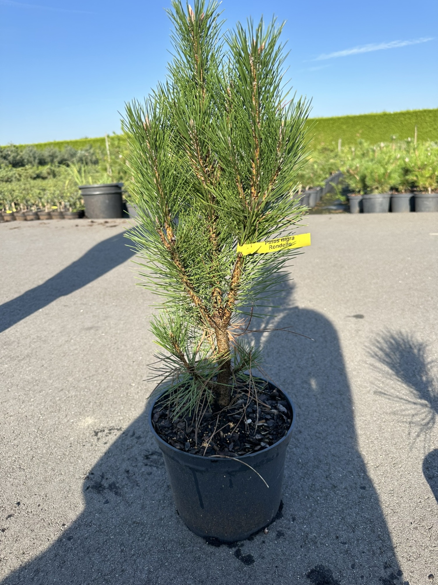 Сосна черная Ронделло